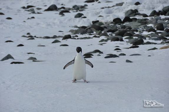 Um simpático pinguim Adelie nos recebe de braços abertos em Turret Point, em King George Island, na Antártida